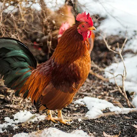 Ramsbergerhof Ramsau am Dachstein